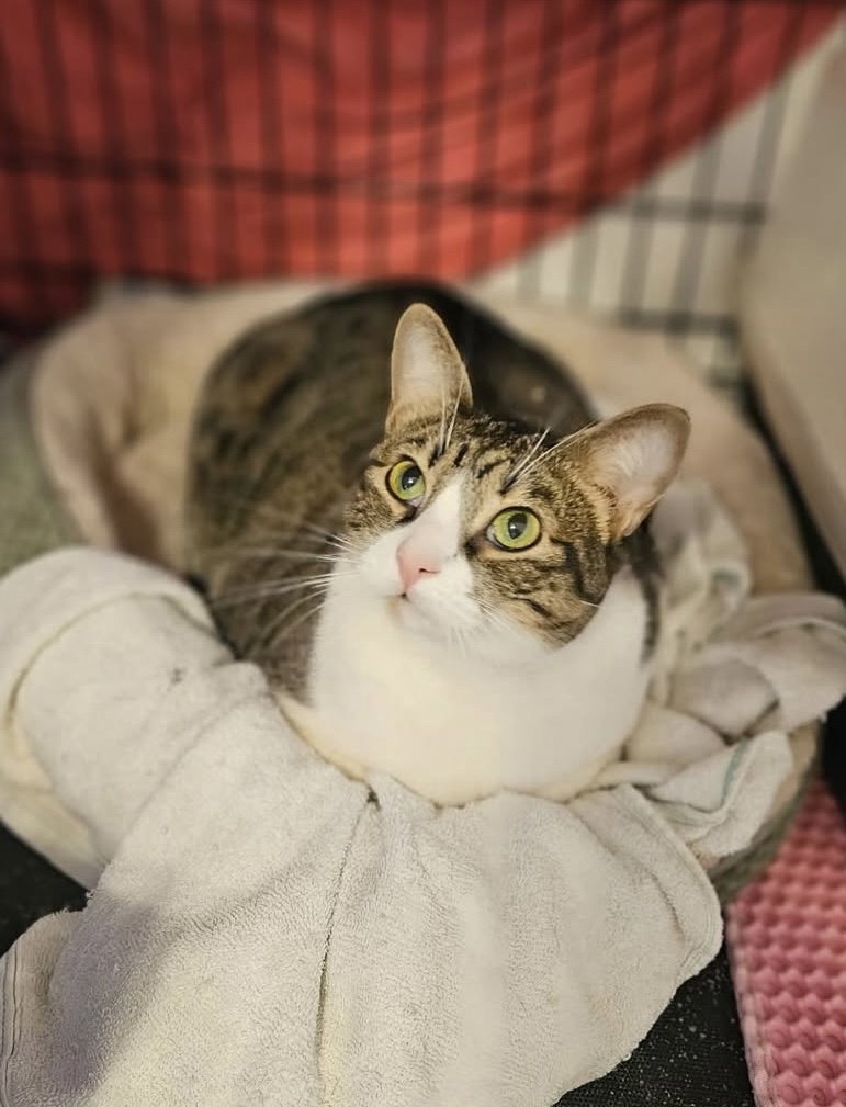 Bella