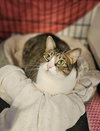 Bella - Photo 1