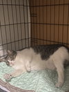Bella - Photo 2