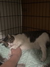 Bella - Photo 3
