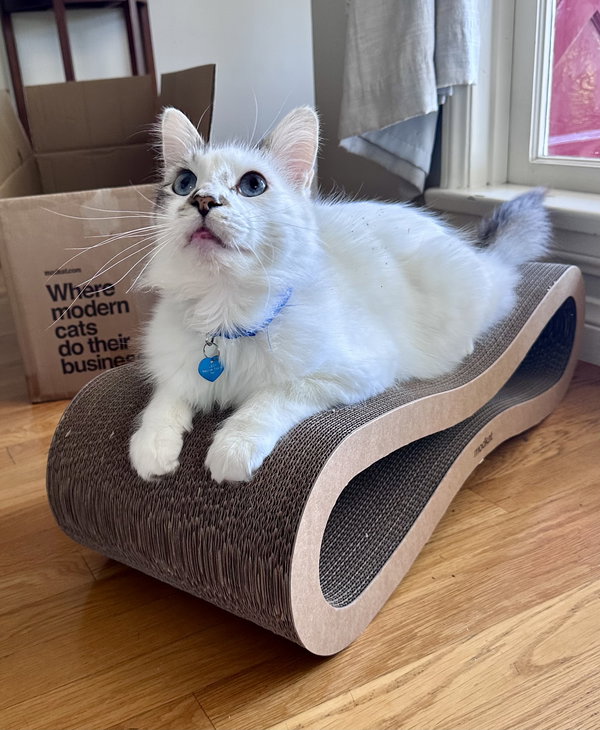 Marshmallow