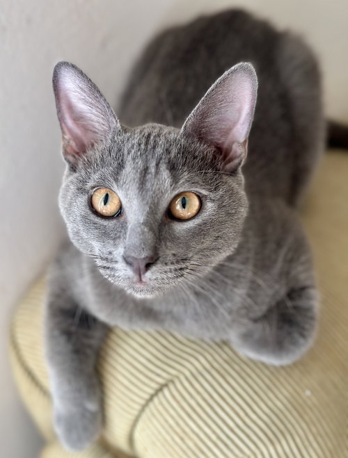 picture of the cat needing adoption