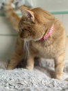 Goldie - Photo 2
