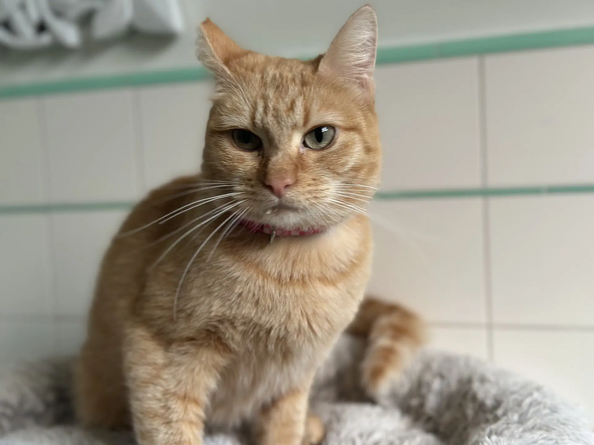 Goldie - Domestic Short Hair