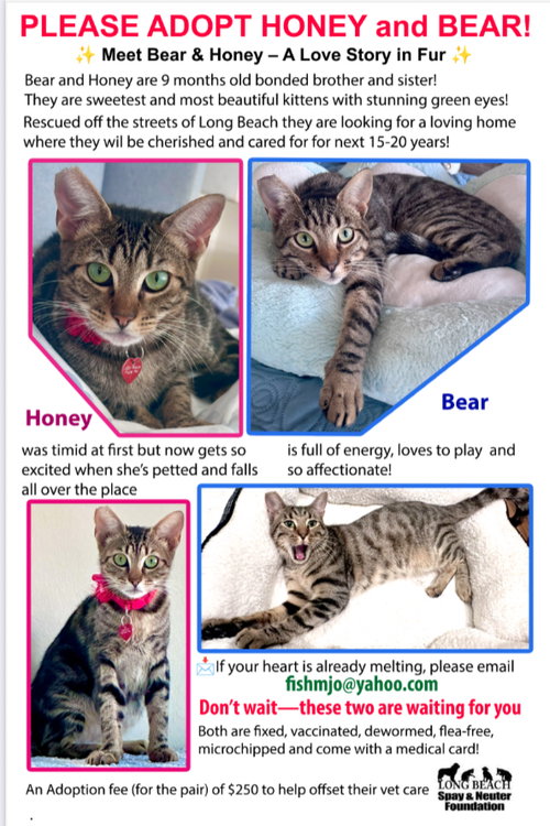picture of the cat needing adoption