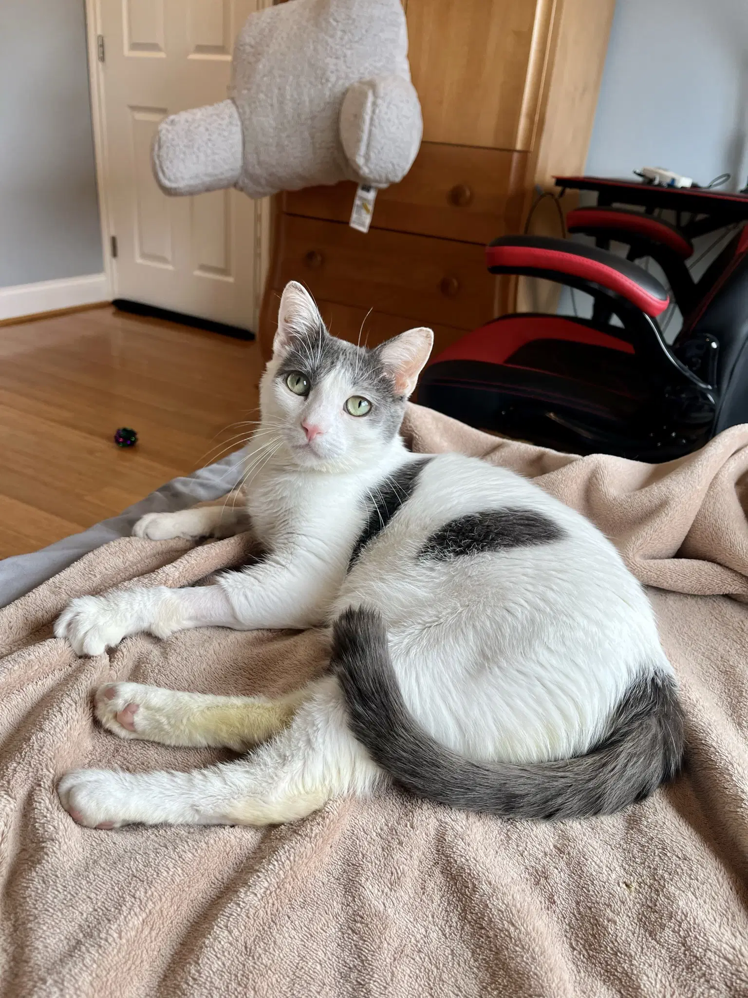 Clover - Domestic Short Hair