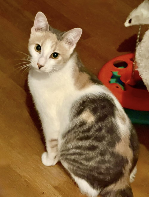 picture of the cat needing adoption