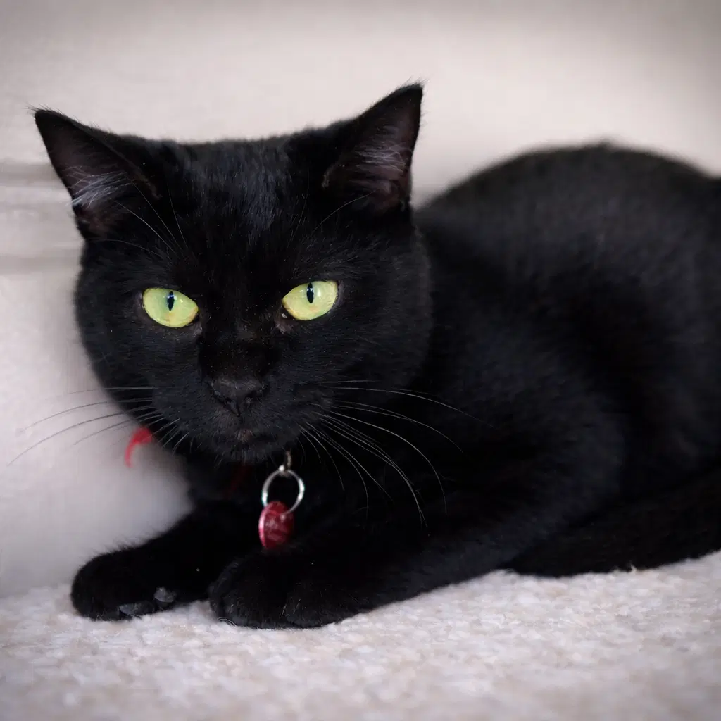 Mia - Domestic Short Hair