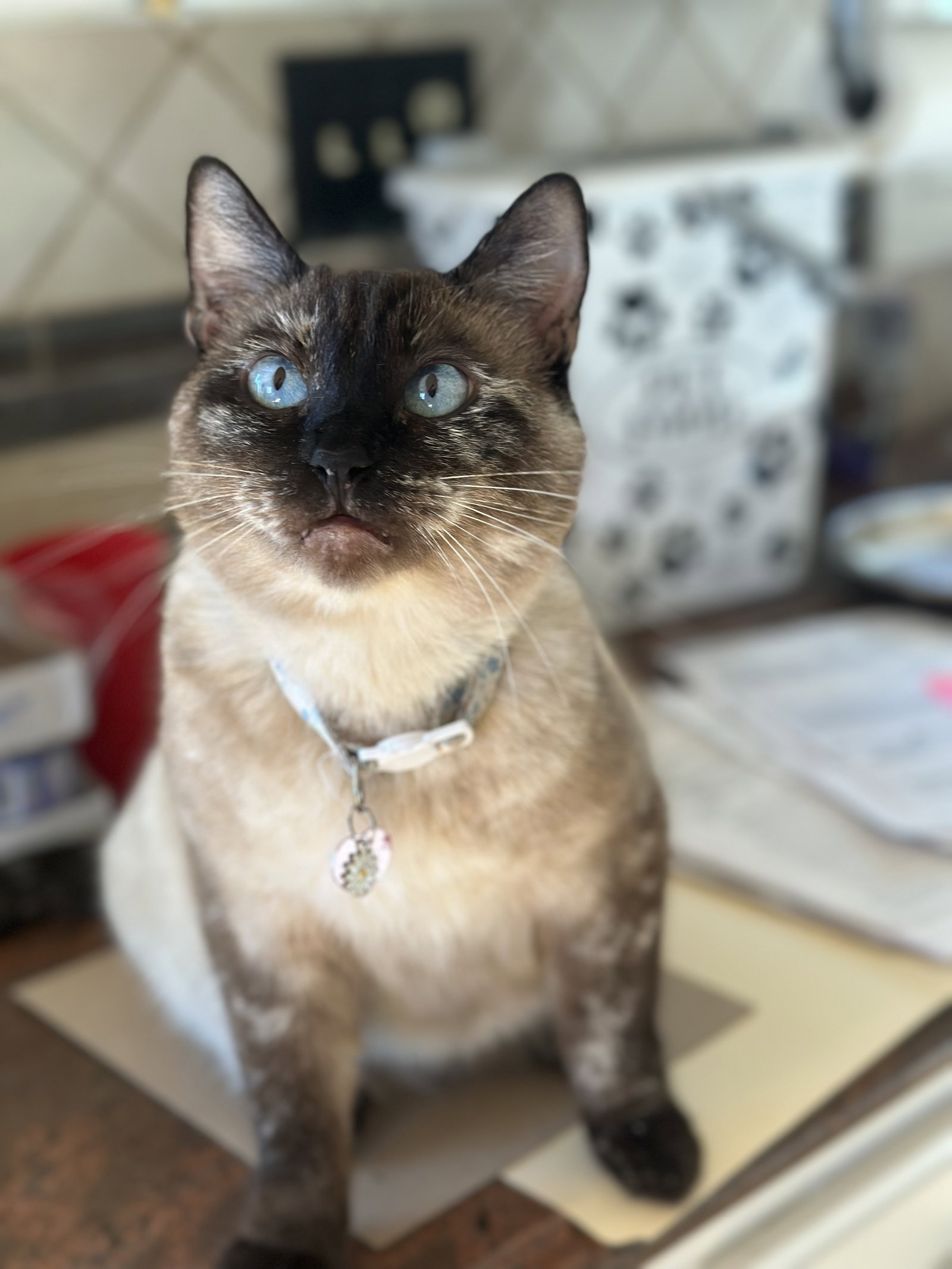 Coco