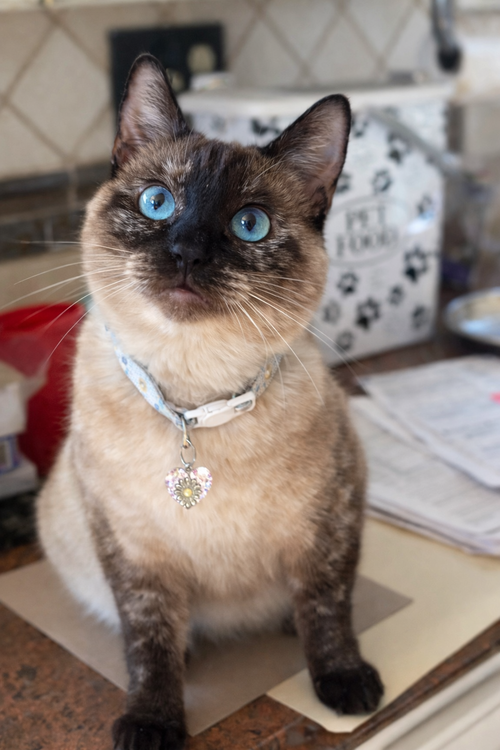 picture of the cat needing adoption