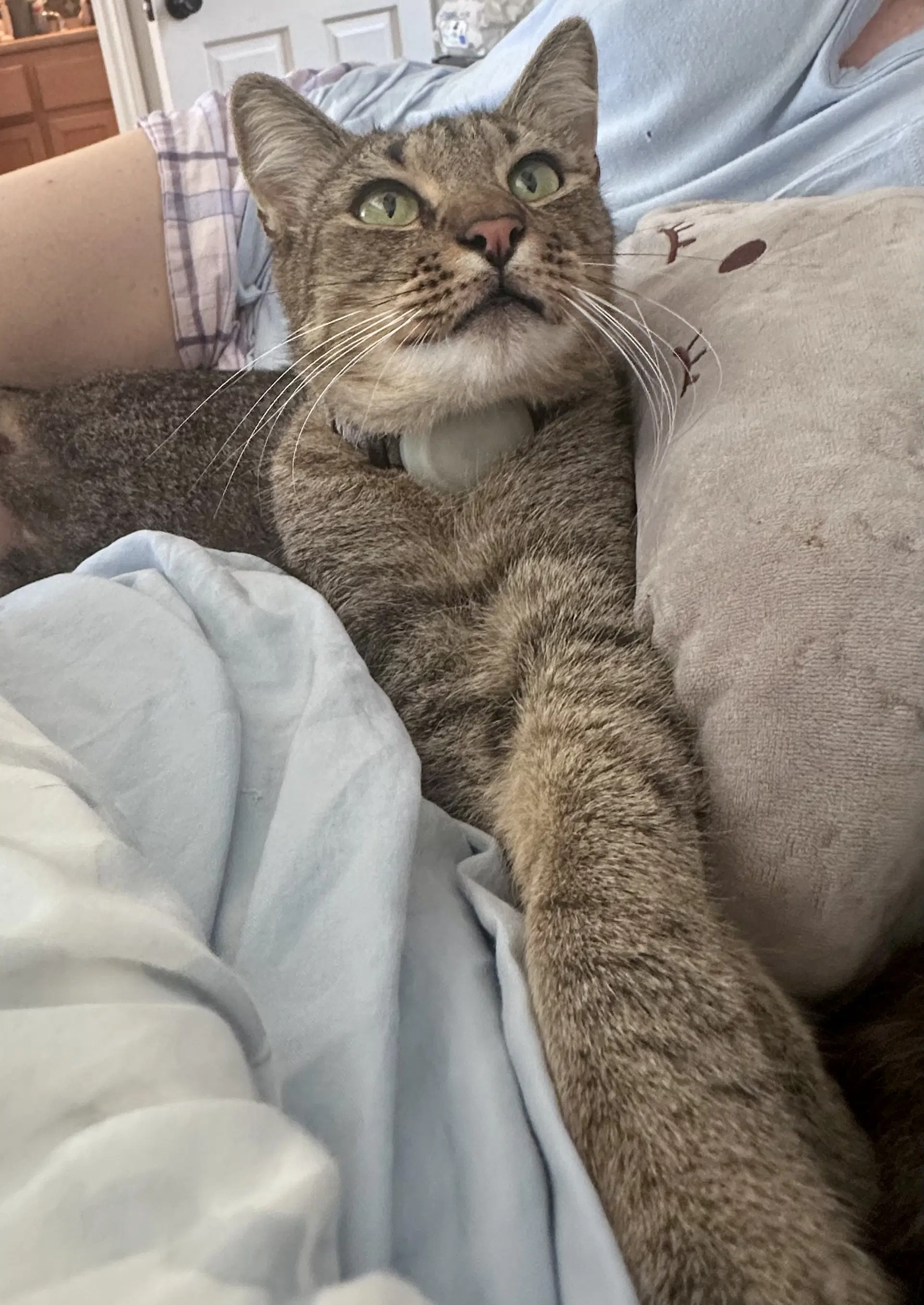 Cash - Tabby