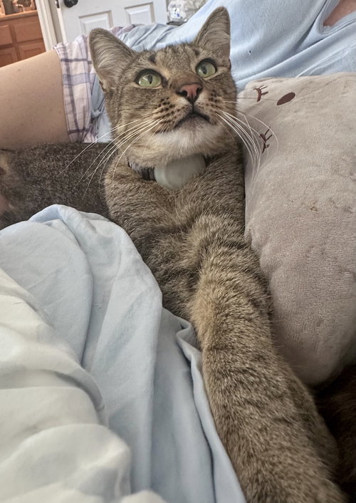 picture of the cat needing adoption