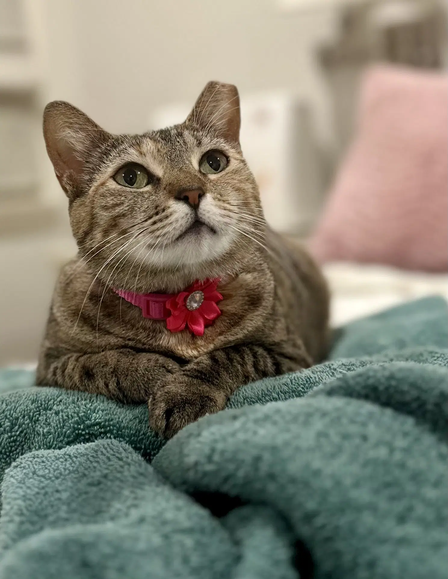Penny - Domestic Short Hair