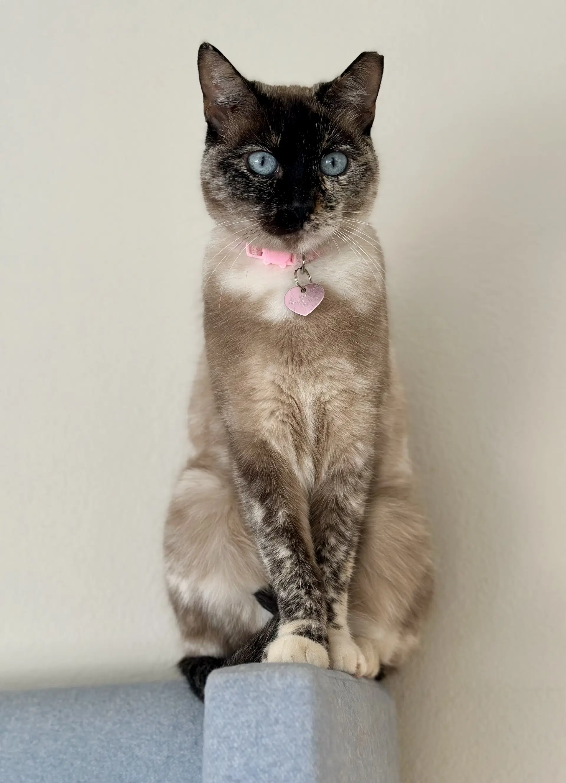 Pixie - Domestic Short Hair