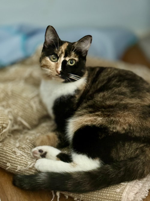 picture of the cat needing adoption