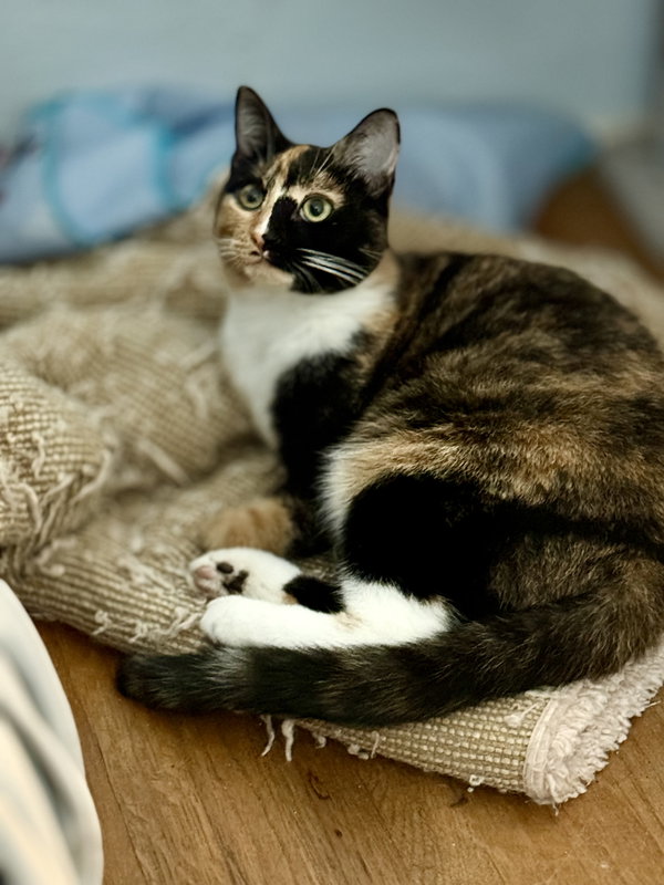Belli