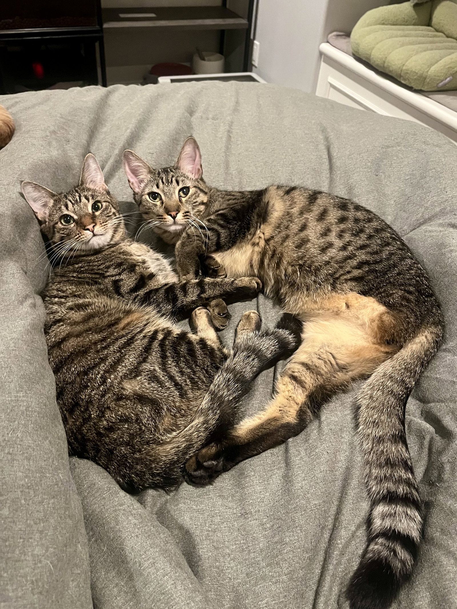 Alice & Triscuit