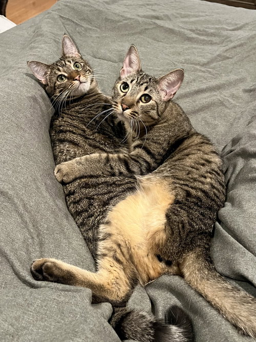 picture of the cat needing adoption