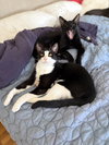 Mr Bing Bing & Ms Ming Ming - Photo 2