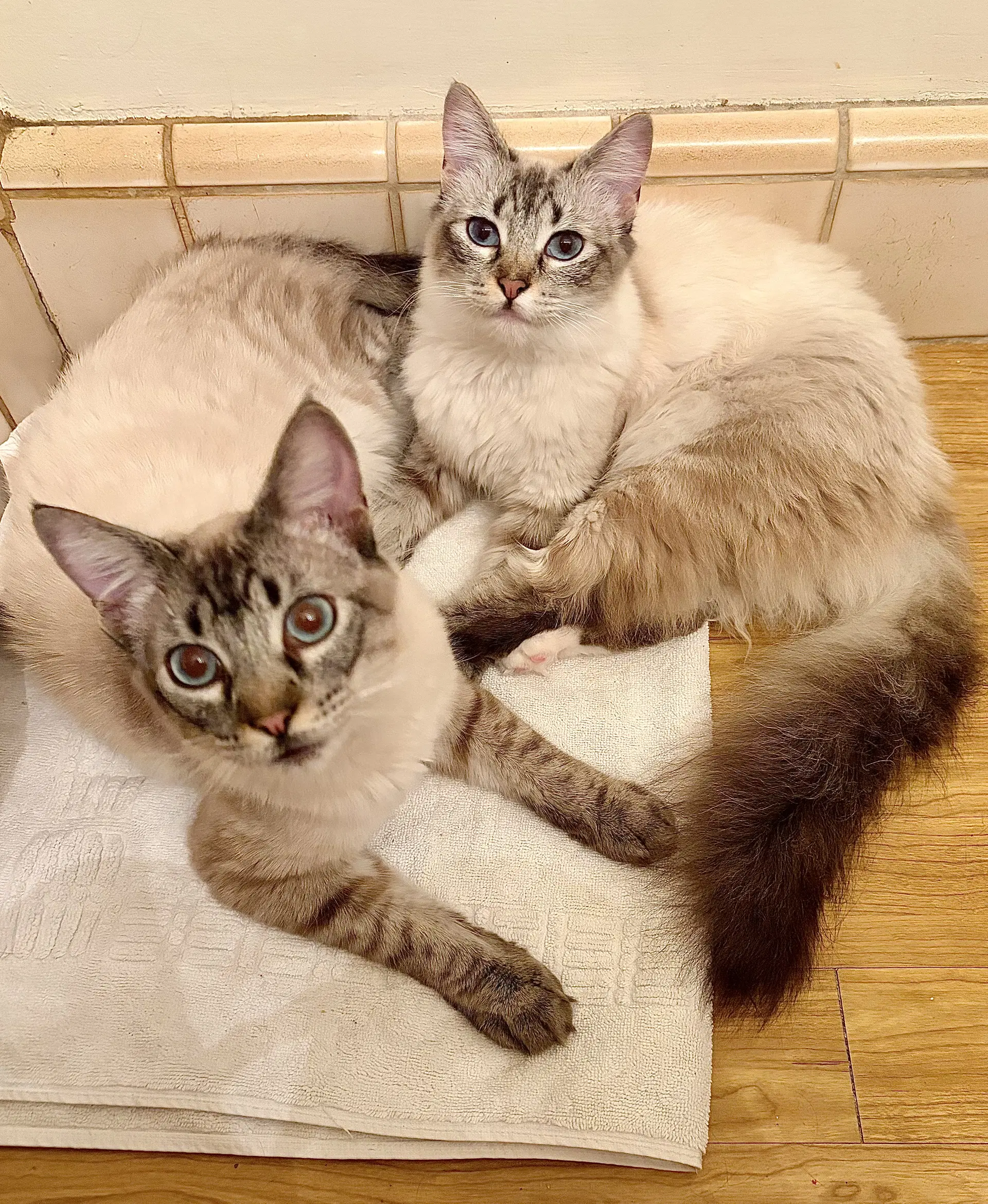 Poppie  Pip - Siamese snowshoe mix