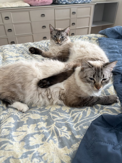 Photo 3 of Poppie & Pip