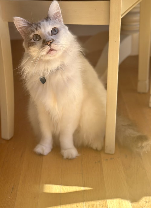 picture of the cat needing adoption