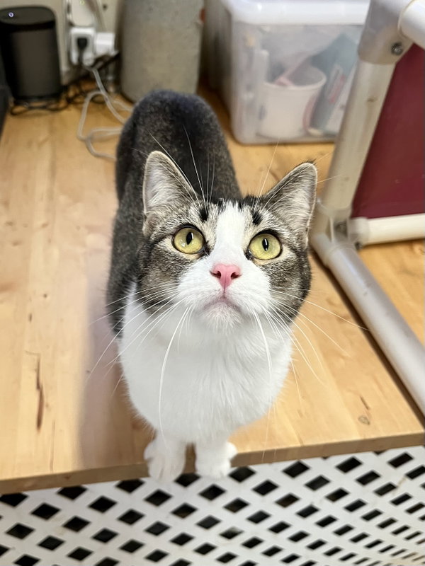 Manxine