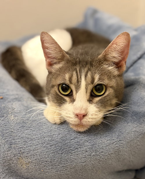 Snooki, an adoptable Domestic Short Hair in Long Beach, CA