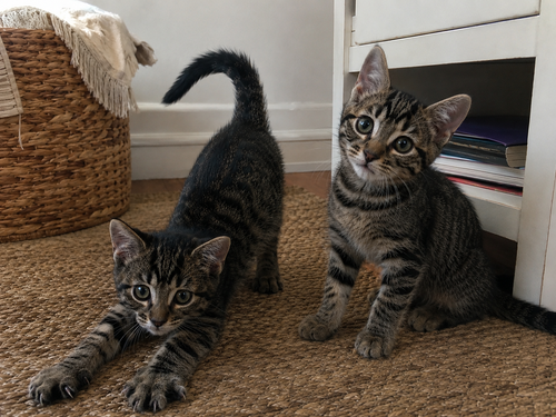 Rummy & Kub, an adoptable Tiger in Long Beach, CA