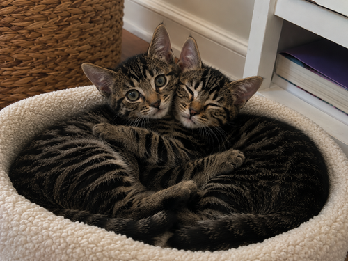 Rummy & Kub photo 2
