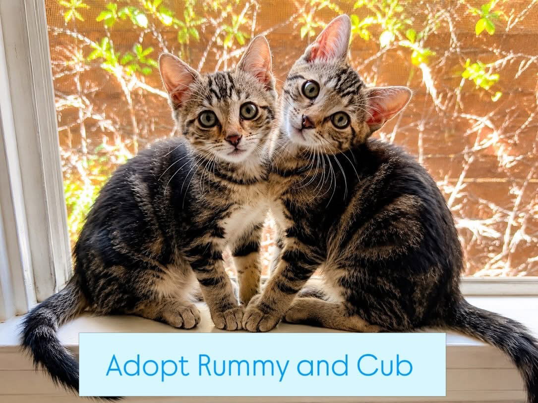 Rummy & Kub, photo 2