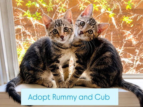 Photo 2 of Rummy & Kub