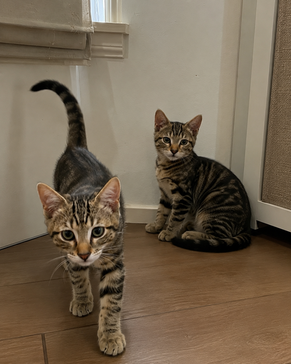 Rummy & Kub