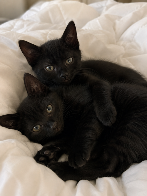 Teddy & Bear, an adoptable Domestic Short Hair in Long Beach, CA