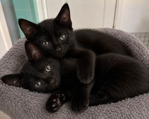 Teddy & Bear photo 2