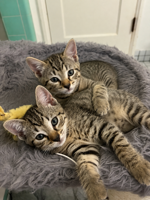 Honey & Bear, an adoptable Domestic Short Hair in Long Beach, CA