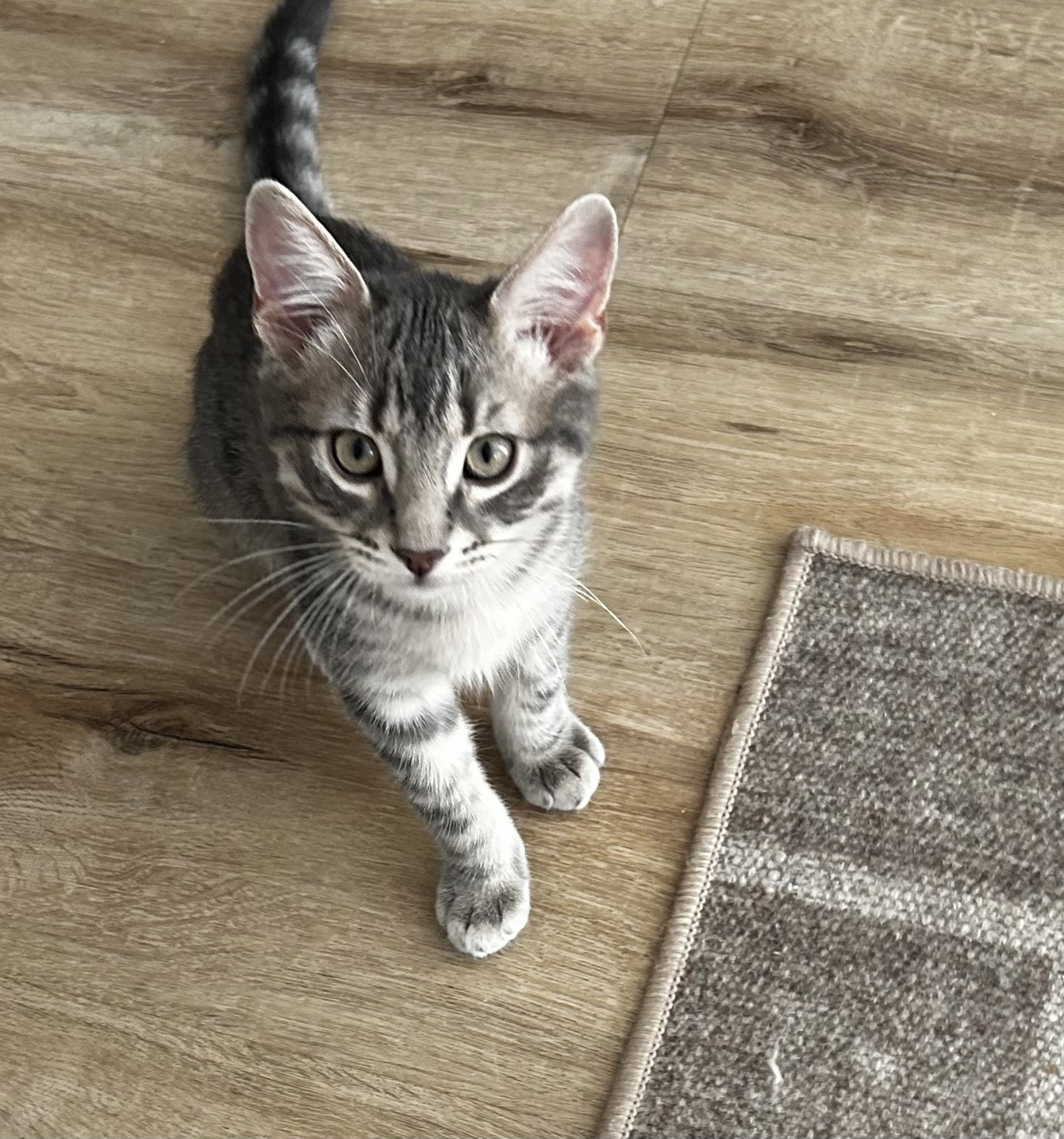 Ellison & Fitz, Domestic Short Hair