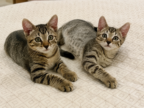 Sweet Pea & Purrcy photo 3