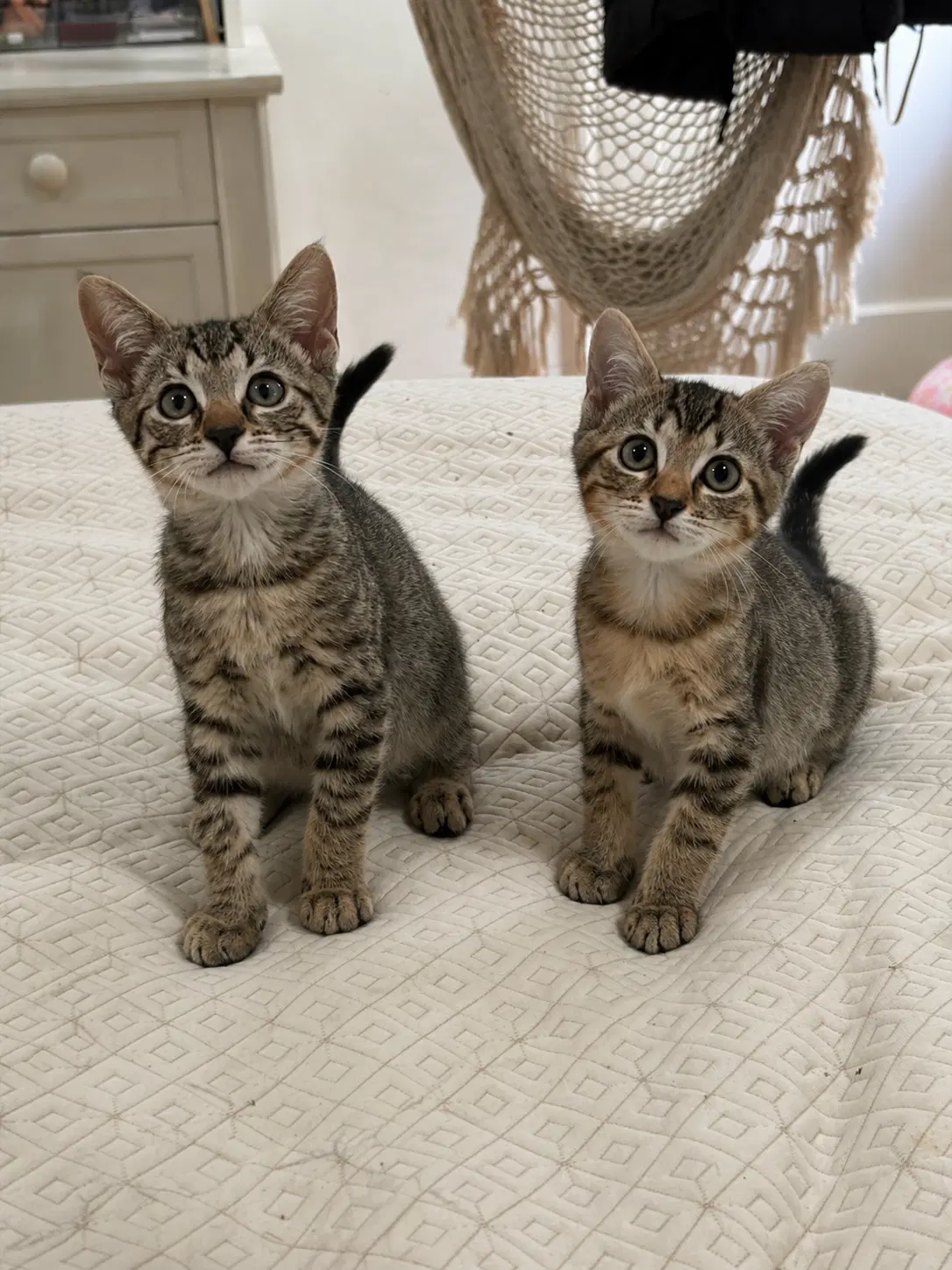 Sweet Pea  Purrcy - Domestic Short Hair