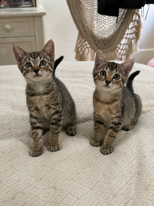 Sweet Pea & Purrcy photo 2