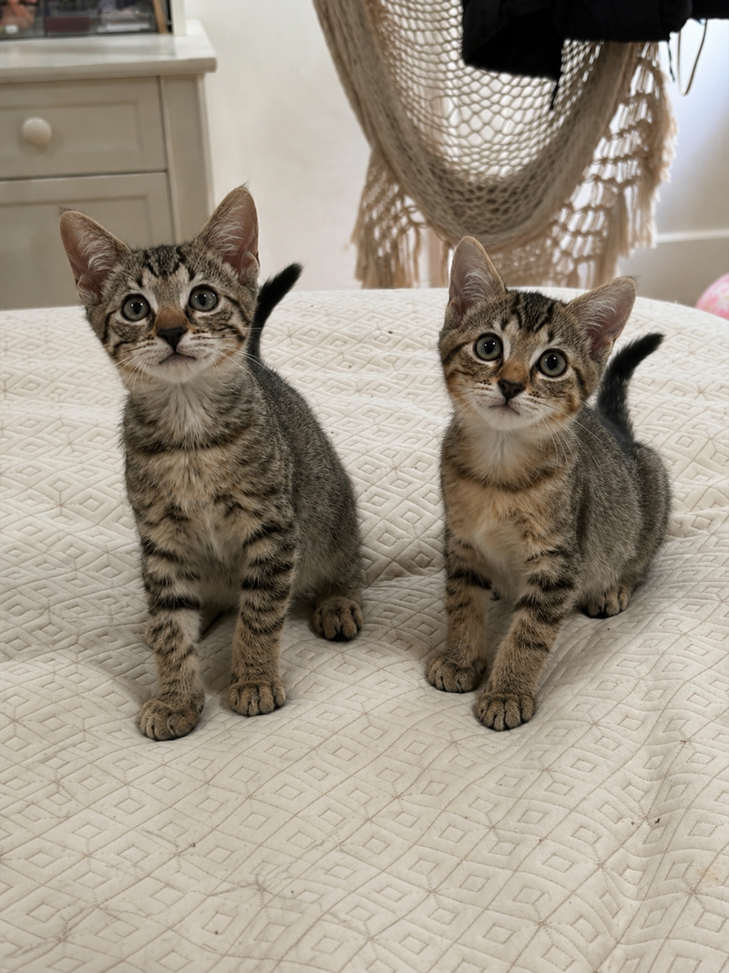 Sweet Pea & Purrcy, photo 2