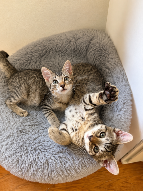 Sweet Pea & Purrcy photo 4