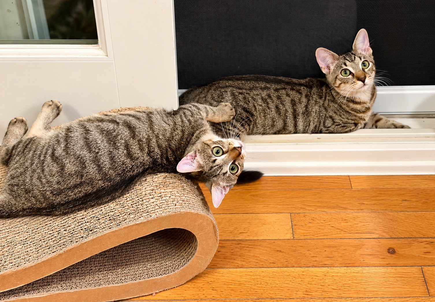 Sweet Pea & Purrcy, photo 2