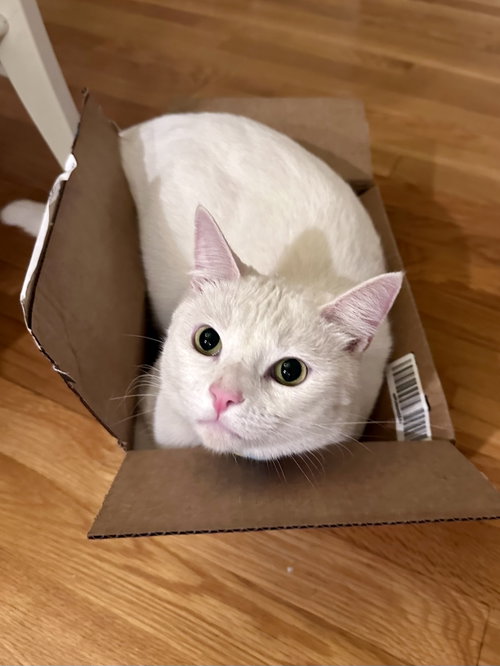 picture of the cat needing adoption