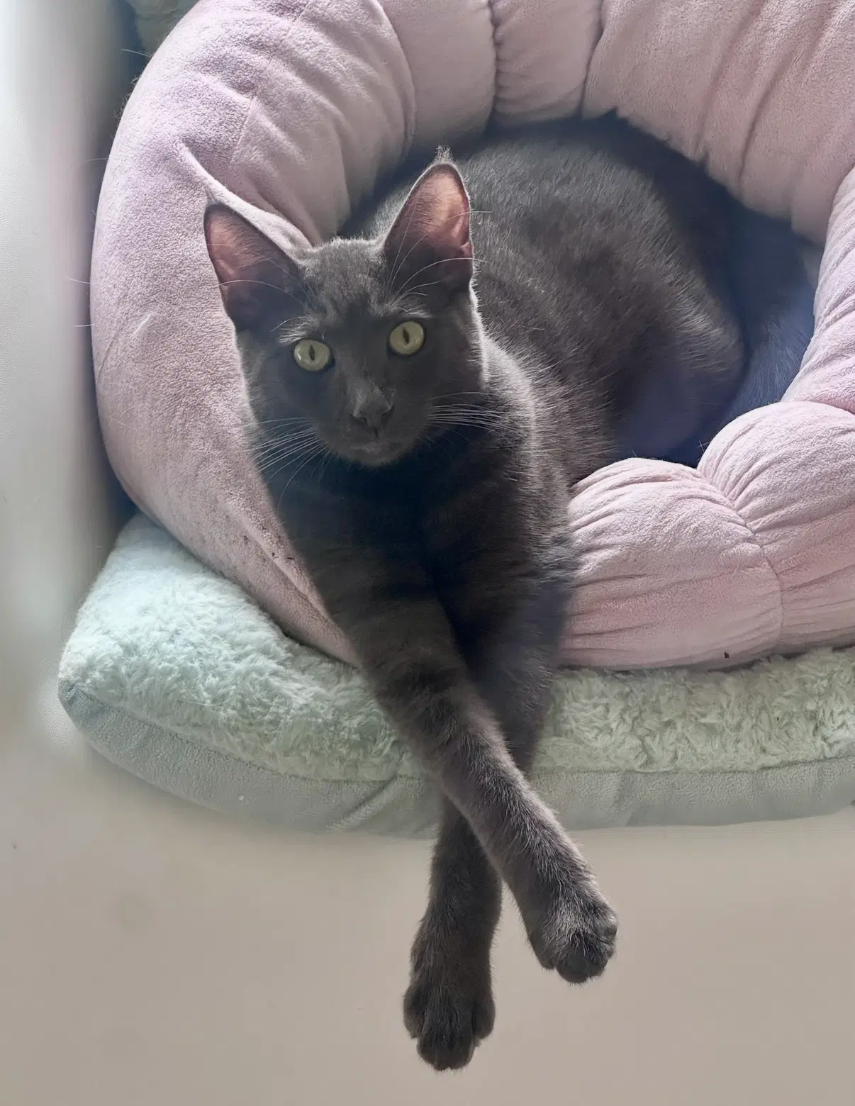 Luna - Chartreux