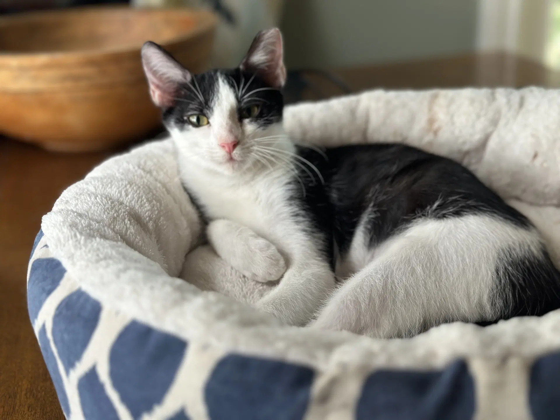Tini - Tuxedo