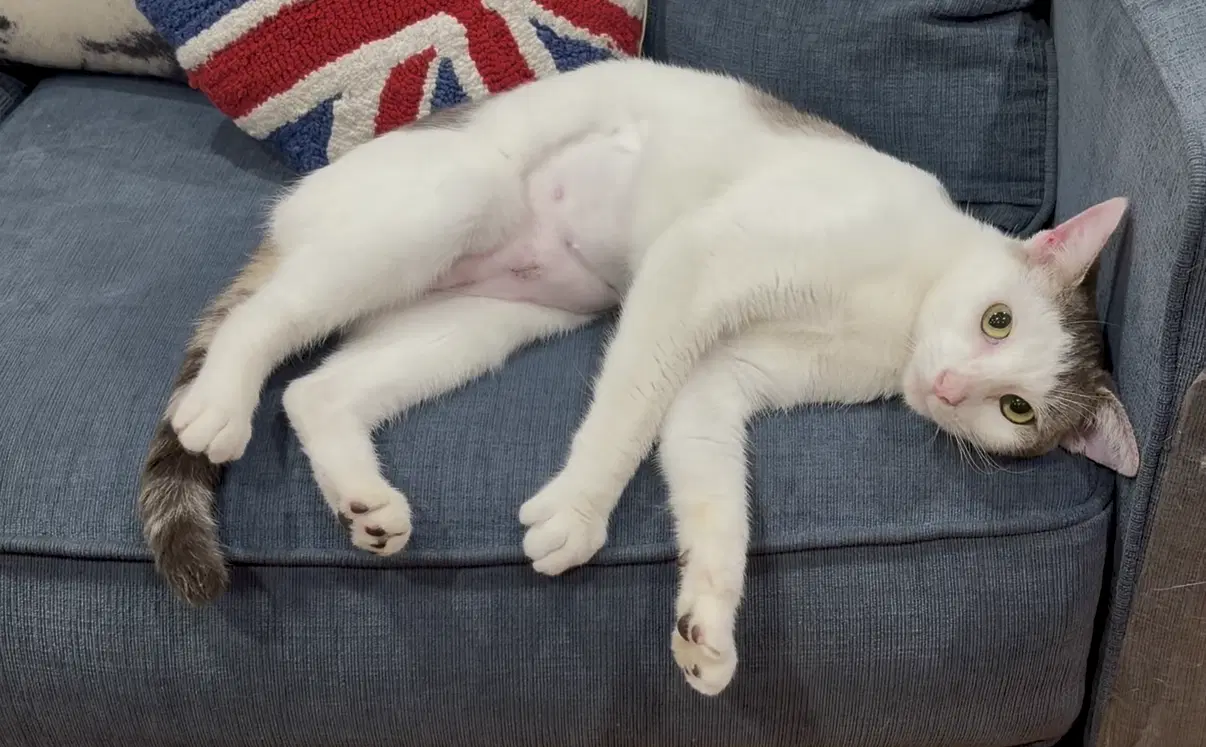 Lovely Lola - Turkish Van
