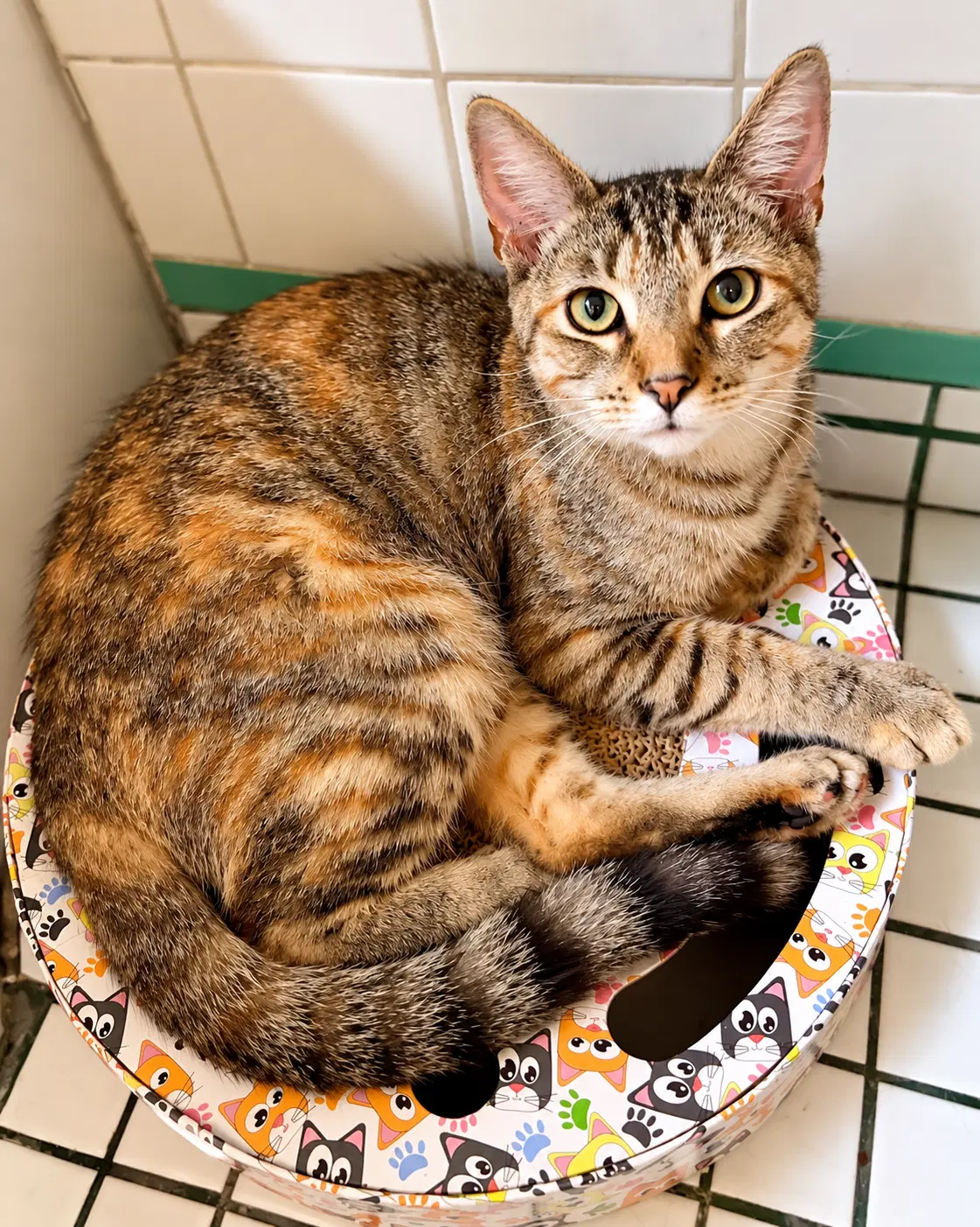 Precious Poppie - Tabby