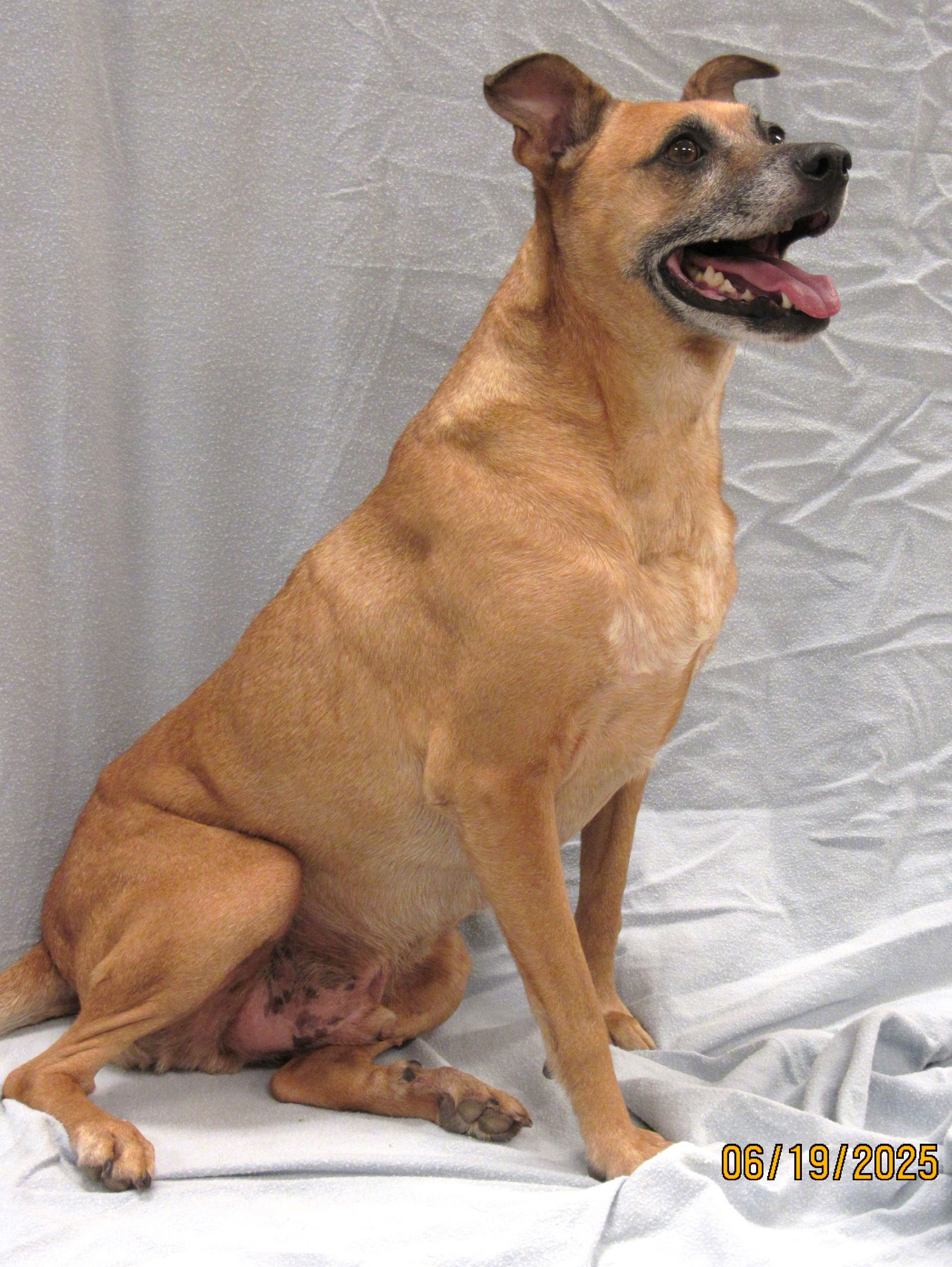 adoptable Dog in Conroe, TX named Axl