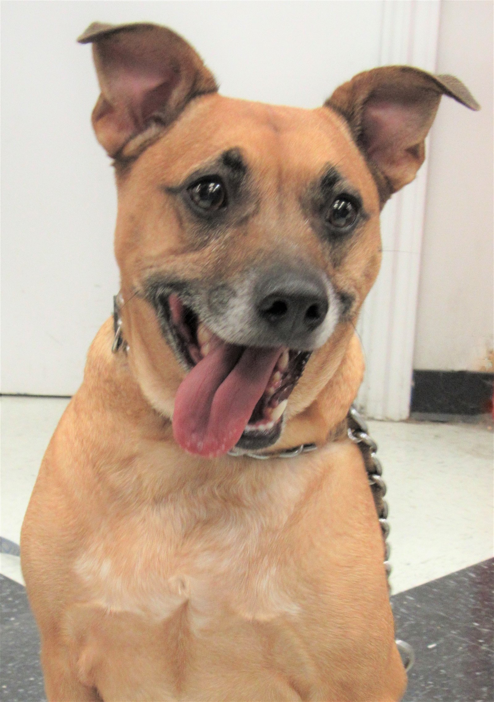 adoptable Dog in Conroe, TX named Axl